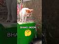 Ghar Se bhag jaaun 🐈 #cat #funny #cute #shorts