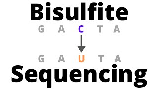 Bisulfite Sequencing - detect DNA Methylation