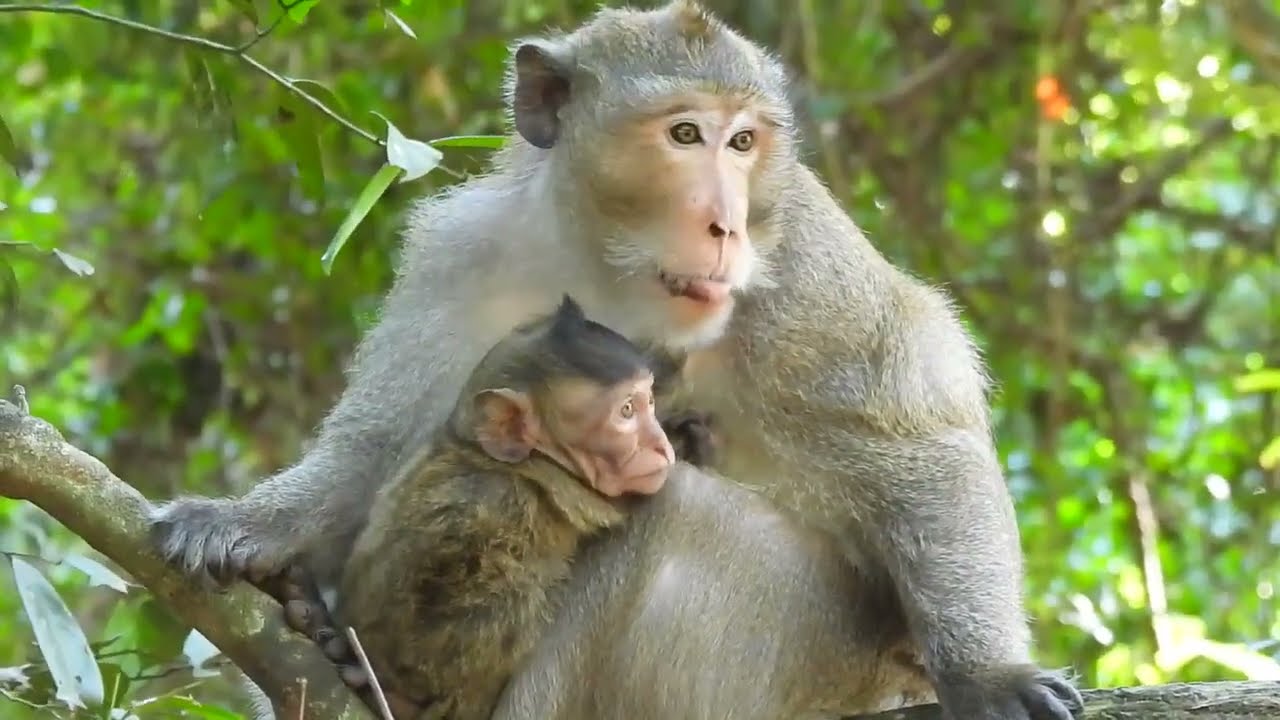 So Good Pigtail Monkey Bella Take Care Of Baby Bobby