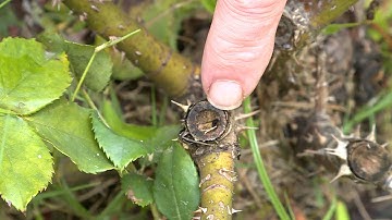 Removing a Rose Cane After Rose Cane Borer – This Week in the Garden