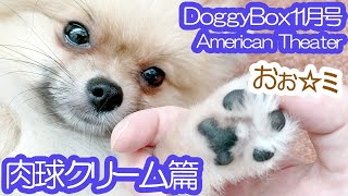 DoggyBox11月号！２匹のポメラニアンに肉球ケアクリームを使ってみました♪（肉球クリーム篇）≪#252≫