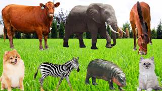Animals In The Wild: Zebra, Hippopotamus, Elephant, Tiger, Giraffe, Squirrel-Animal Sounds