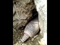 Armadillo haciendo nido