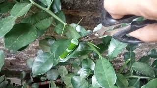 EASY WAYS TO DEAL WITH LIME LEAF PESTS