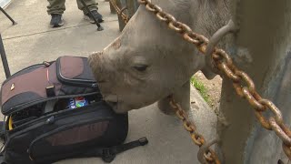 Indianapolis Zoo Announces White Rhino Calfs Name