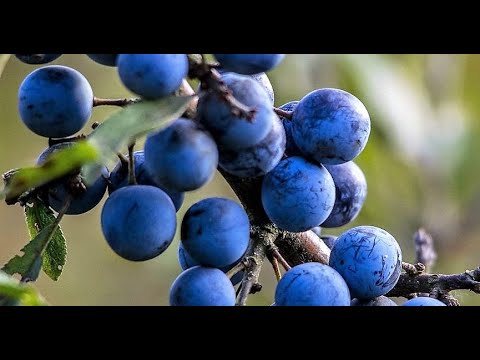 Video: Karakteristikat E Kumbullës Ruse Në Rritje Në Veri-Perëndim