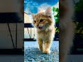 Our Adorable Kitten Is Not Camera Shy! #cute #cutecatvideo #cutecatshorts #youtubeshorts #crazycute