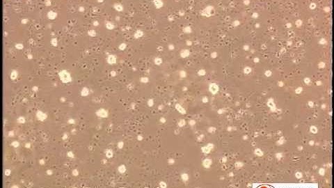 Mouse Neural Stem Cells: MNSC