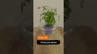 Why You Should Water Plants From The Base Mitre 10 Easy As Garden