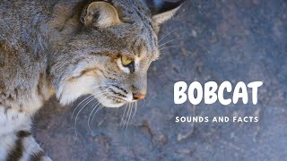 Bobcat sounds like a banshee! 10 facts about bobcat!