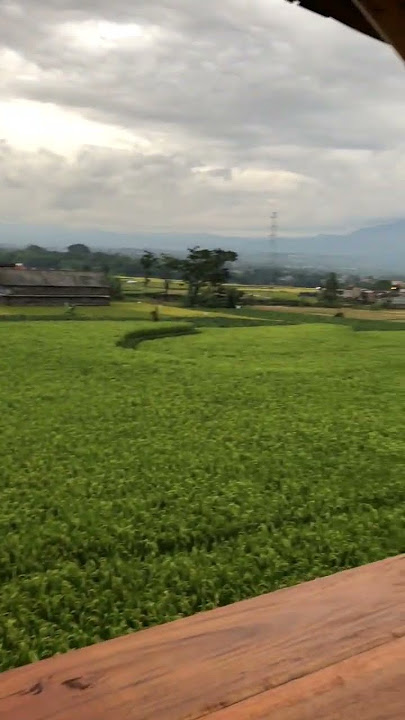TEMPAT NGOPI VIEW SAWAH #coffee #shortvideo #alam