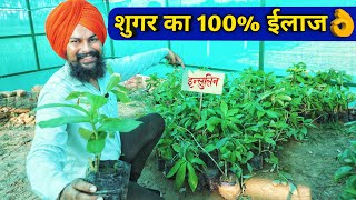 शुगर मधुमेह का 100% देसी इलाज इंसुलिन पौधे से| Insulin Plant For Diabetes|8607946741