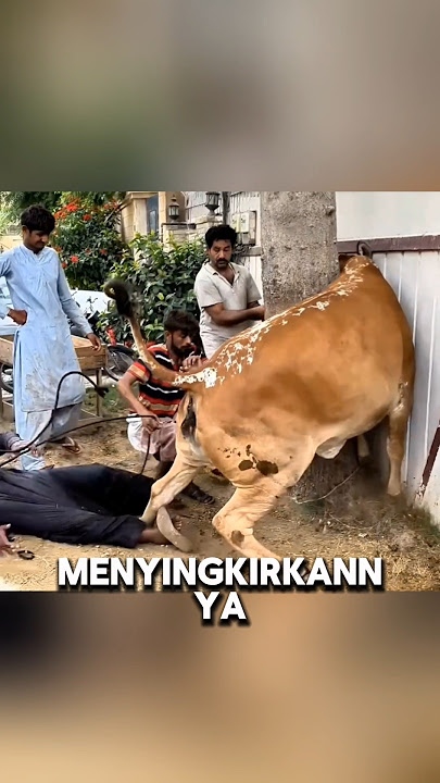 Pria yang Nekat Memutus N4fsv sapi dengan Cara Brutal #CeritaUnik #KisahAneh #Viral
