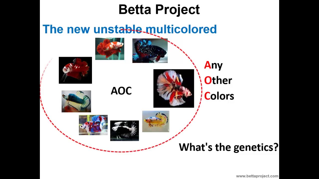 Betta Koi, Fancy, Galaxy, Black Mamba, Black Samurai and others: their COMPLICATORS in fixation