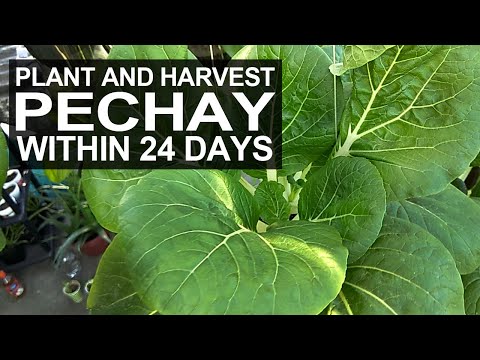 Magtanim At Magharvest Ng Pechay After 24 Days I Plant And Harvest Pechay Within 24 Days