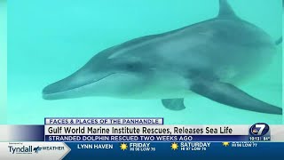 Faces: Gulf World Marine Institute