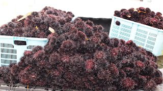 Japan Sea Urchin Farming  Sea Urchin Harvest and Processing  Sea Urchin Raising indoor