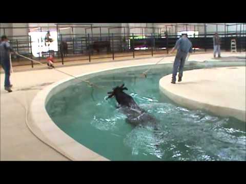 pool rodeo bull