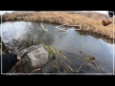 A clever trout bit 4 times...! Trout from a small river 2025 Winter spinning