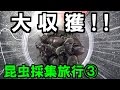 【カブトムシ・クワガタ】 昆虫採集旅行 2016年8月上旬 ③街灯×かぶくわホイホイ