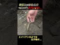 【衝撃】一度は見たことある砂浜の小さな穴に塩を入れた結果... #shorts