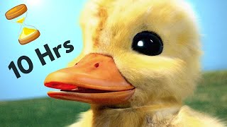 The Duck Song IRL - 10 Hours