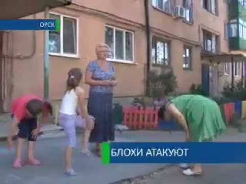 Блохи атакуют
