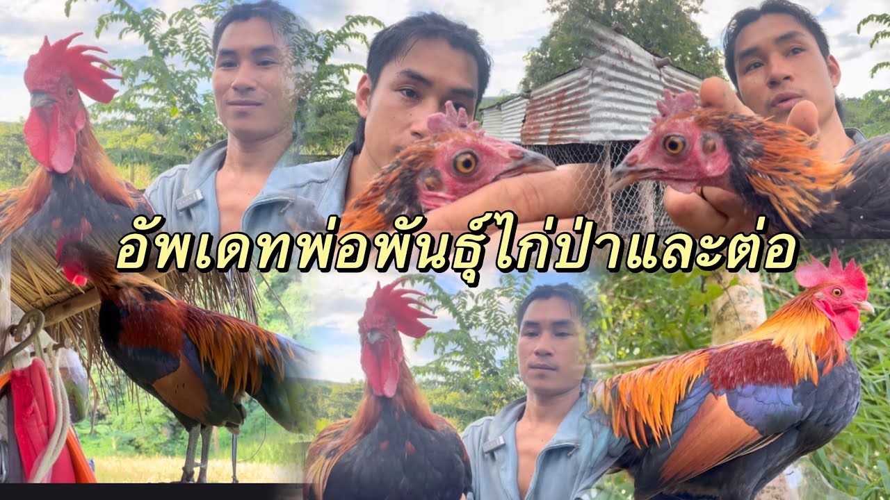 มาดูไก่ป่าและไก่ต่อช่วงถ่ายขนใหม่