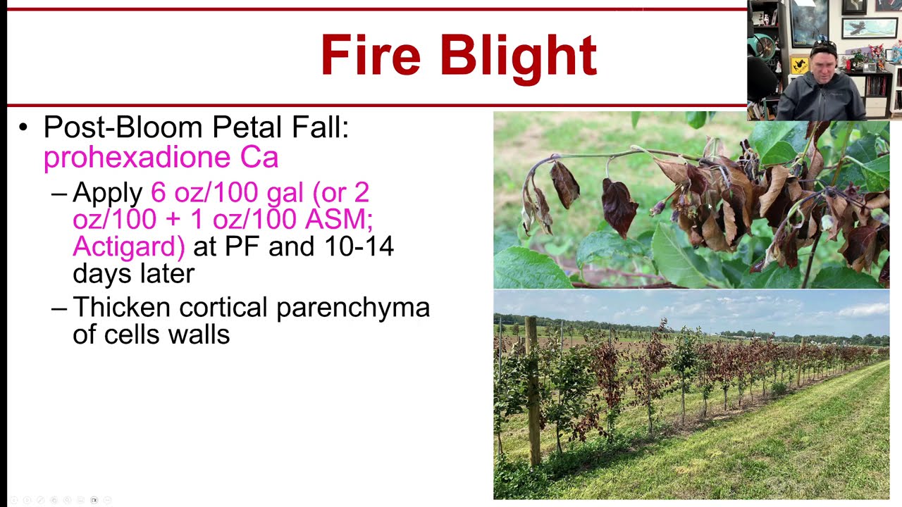NY Apple Pathology Mid Season Disease Management