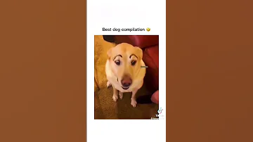 I dare you not to laugh at these funny dogs 🤣 🐕