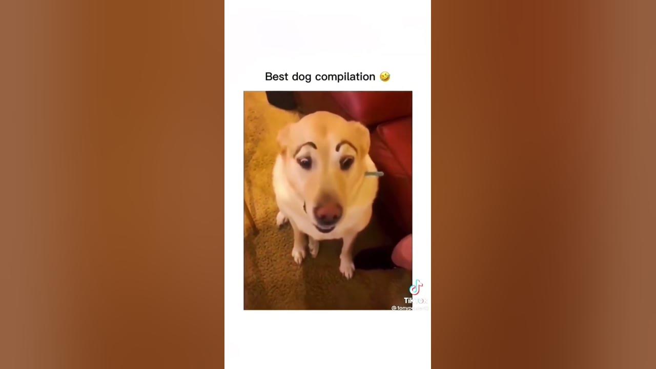 I dare you not to laugh at these funny dogs 🤣 🐕