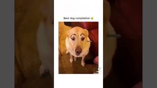 I dare you not to laugh at these funny dogs 🤣 🐕 screenshot 4