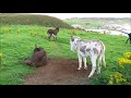 Donkey dustbath on Rathlin Island