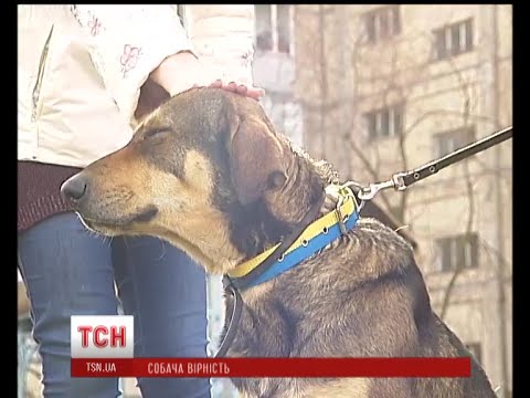 Собака на ім'я Малюк шукає новий дім та люблячих господарів