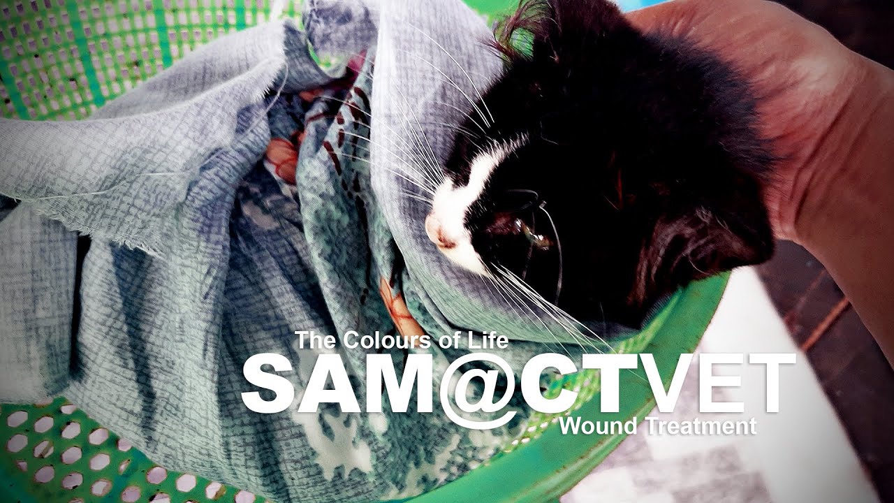 The Colours of Life - Sam : Treatment @ CT Vet