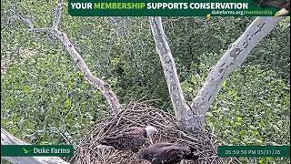 Duke Farms Eagle Cam: 2026.05.31