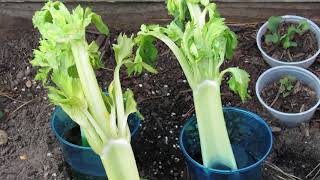 Celery Experiment