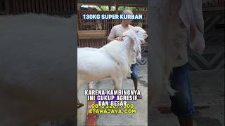 BERAT 130 KG! KAMBING ETAWA  SUPER KURBAN JUMBO JANTAN #etawajaya #kambingetawa #kambingsuper