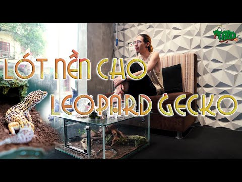 Video Lót nền cho Leopard gecko | WILDVN TV - youtube
