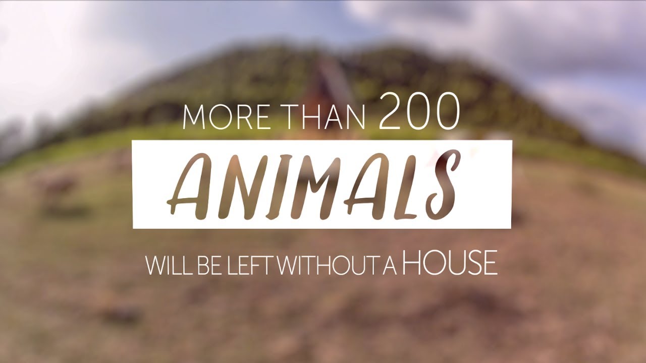 Help us build El Hogar for 200 animals! justiciar
