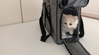 猫のレモンちゃんねる 世界一の美猫 Youtube