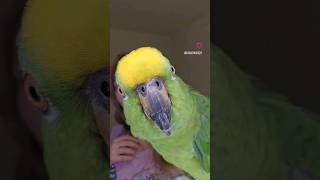 Поставь лайк) #попугай #parrot #амазон #comedy #прикол #смех #дрессировка #игра