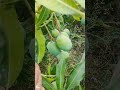 Mazya shetali ambe #shetkari #nature #fruit