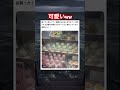 プルップルで可愛いw #shorts#tiktok#Twitter#おもしろ#お笑い#おすすめ#プリン #かわいい #面白い#おもしろ動画#爆笑#バズれ