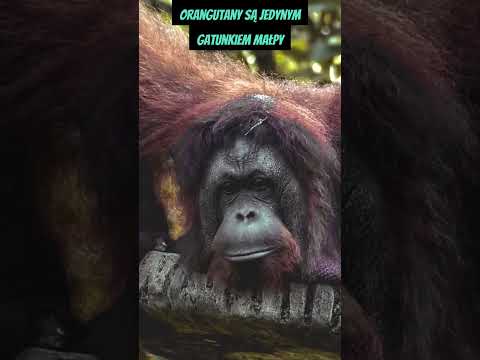 Wideo: Jak blisko spokrewnieni są ludzie z orangutanami?