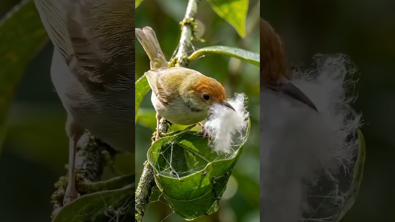 Amazing Tailor Bird Nest Making in India 🐦 | How Tailor Bird Stitches Leaves to Build Nest #drjverma