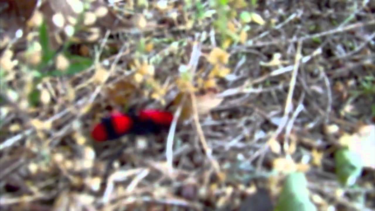 biteable Velvet Ant