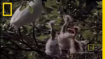 Animal Winter Games: Snowy Egret Tug of War | National Geographic