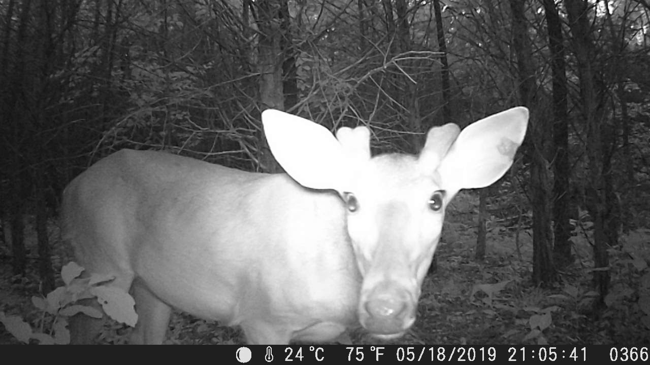 trail camera White tailed deer saying hi