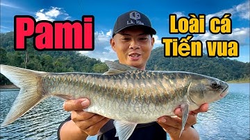 Lang Thang Ở Lào Tìm Loài Cá Tiến Vua Quý Hiếm